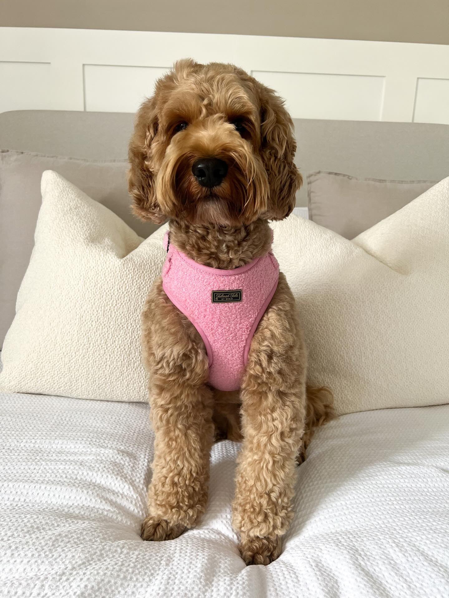 Ultimate Tickled Pink Bundle - Tailored Tails by Benji